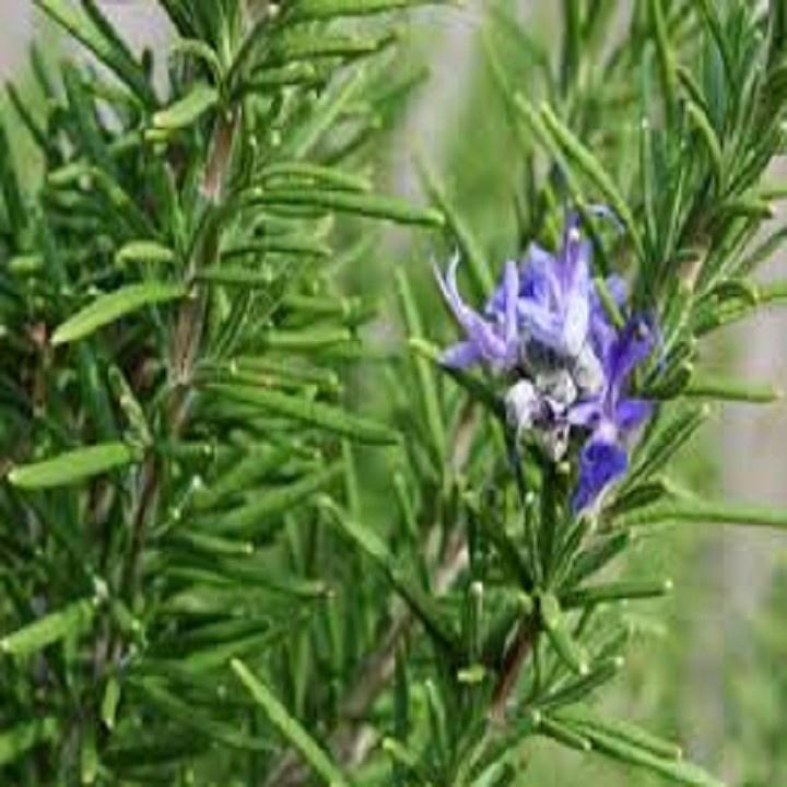 CHẬU CÂY HƯƠNG THẢO