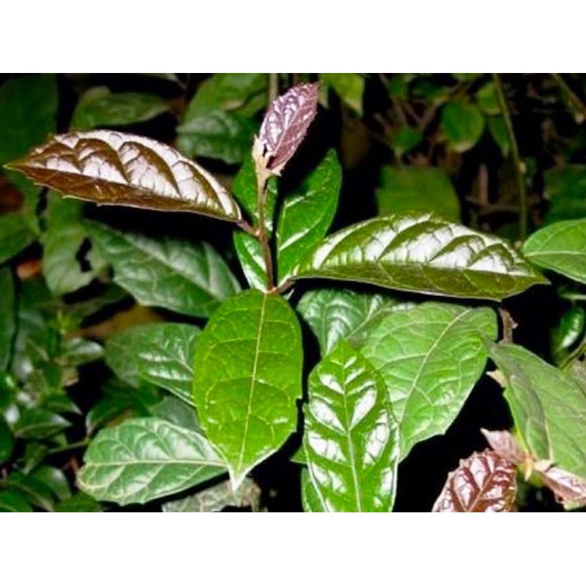 Combo 5 bầu Cây xạ đen giống