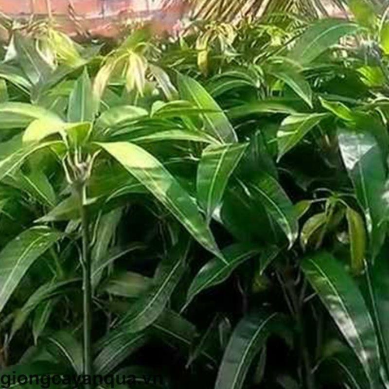 CÂY GIỐNG XOÀI TƯỢNG SIÊU SỚM
