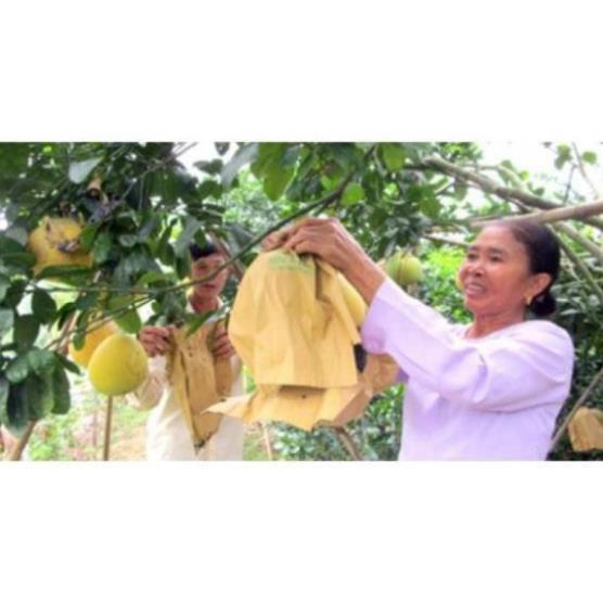 CHẤT LƯỢNG CAO Com bo 1000 túi bọc bưởi giấy không thấm nước