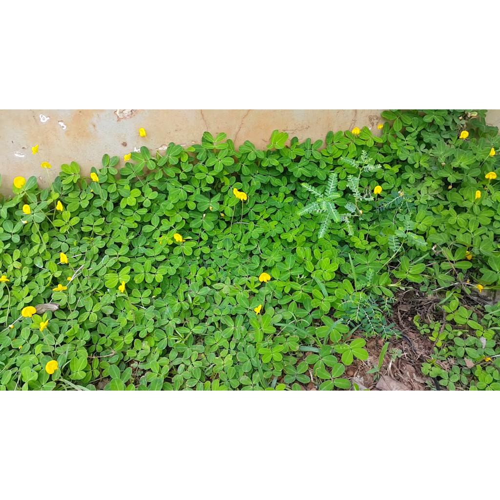 Hạt Giống Cỏ Lạc Dại – Cỏ Thảm Cảnh - Cỏ Đậu Phộng