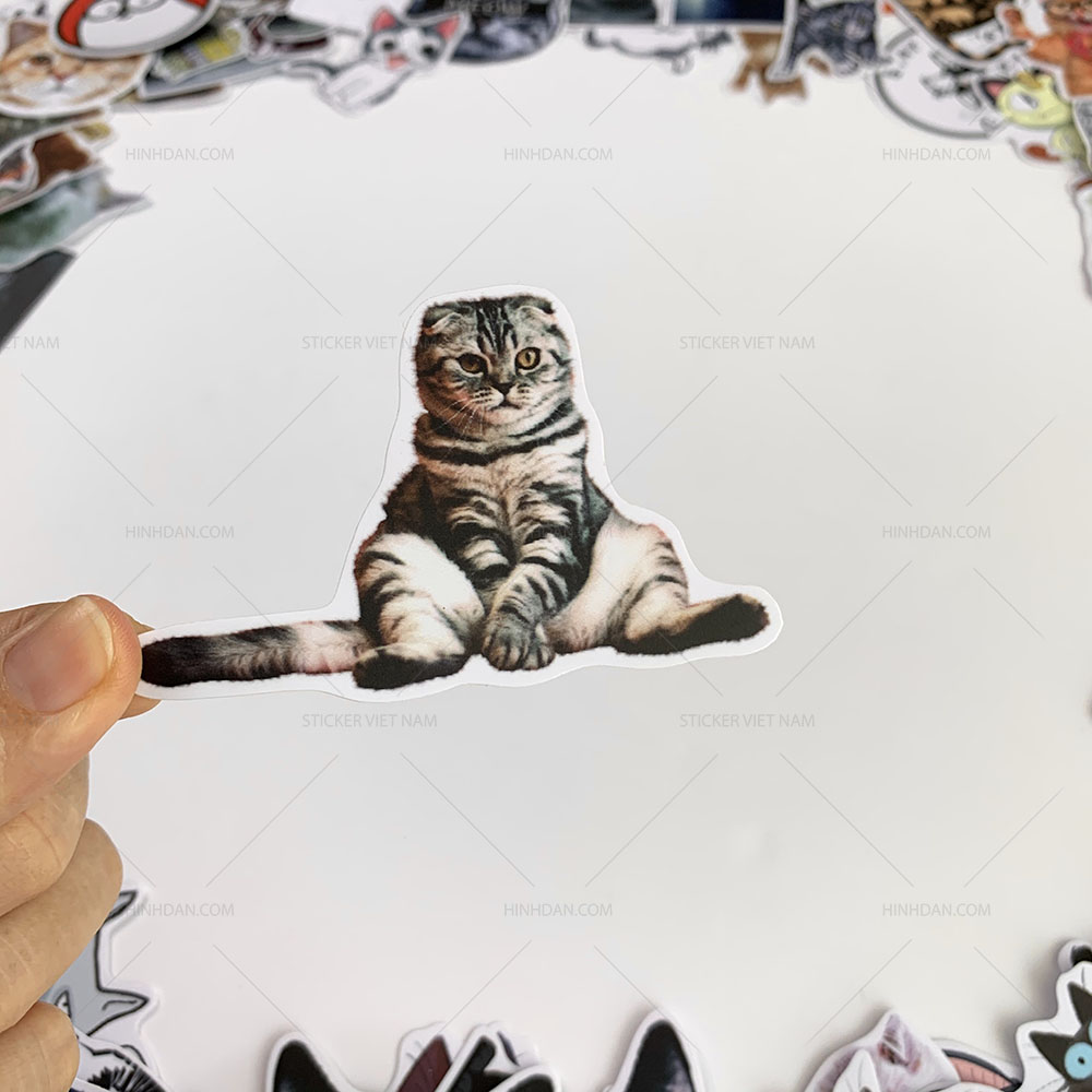 Bộ sticker chủ đề Mèo - Cat - Boss 2019, decal hình dán thú cưng chống nước, trang trí nón bảo hiểm, điện thoại, lap top ...