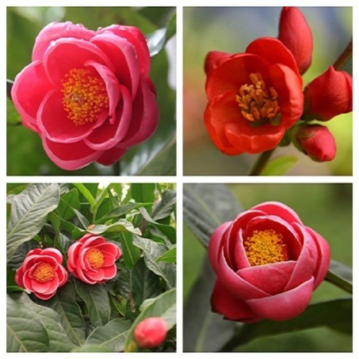 HOA HẢI ĐƯỜNG ĐỎ,HOA HẢI ĐƯỜNG ĐỎ - BẦU CÂY SIZE NHỠ