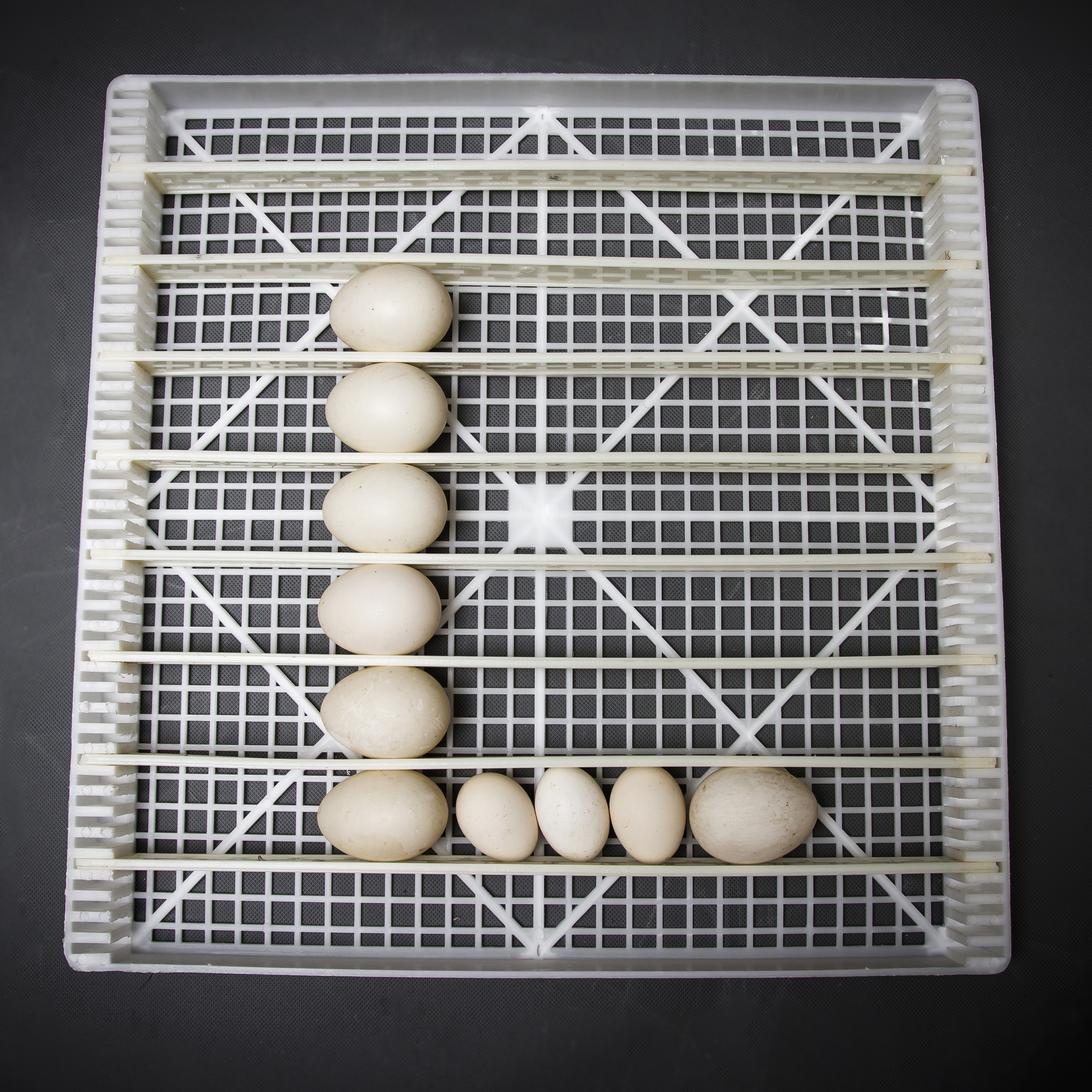 Máy ấp trứng Delta -H6 [600 trứng]-Hàng chính hãng