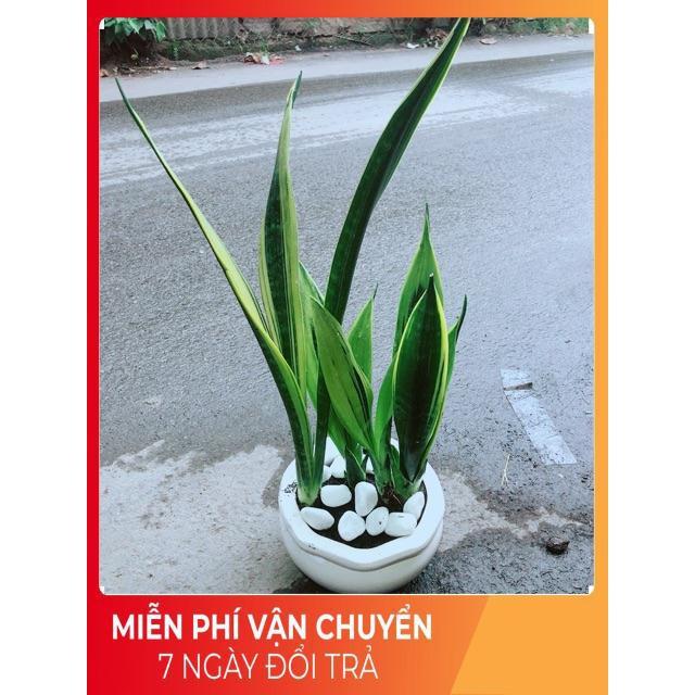 Chậu Lưỡi Hổ Hoàng Kim