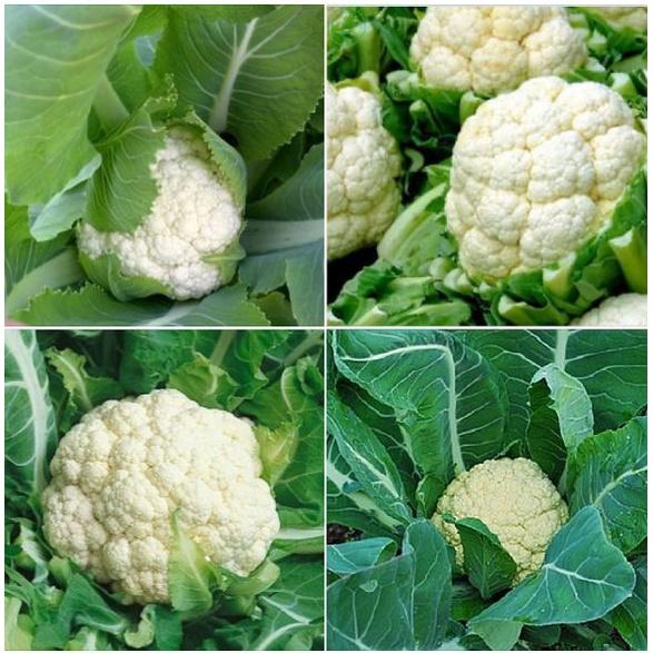 Hạt Giống Súp Lơ Trắng ,Bông Cải Trắng dể trồng f1- gói 0,2 Gram-tặng kèm gói phân bón lót