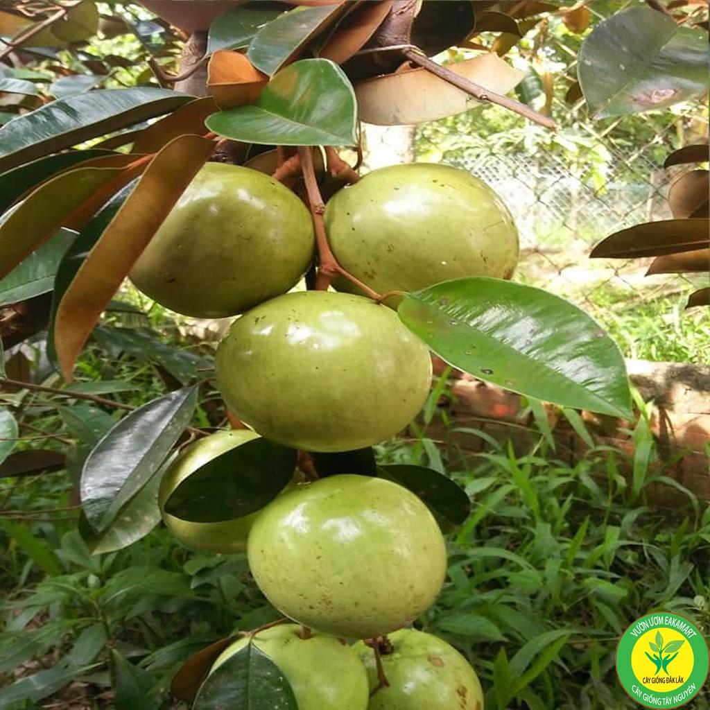 Giống Vú Sữa Lò Rèn Giống .