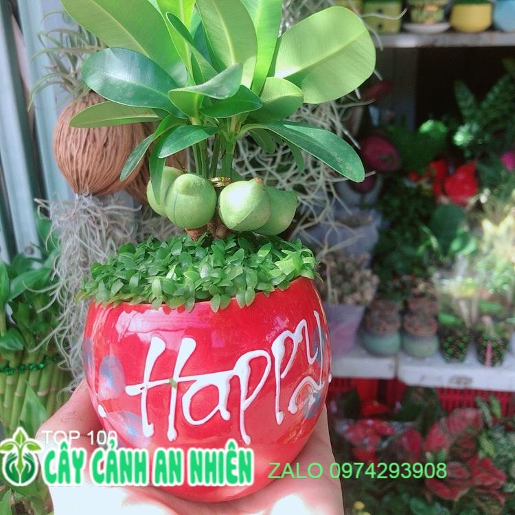 Chậu Cây May Mắn Tài Lộc