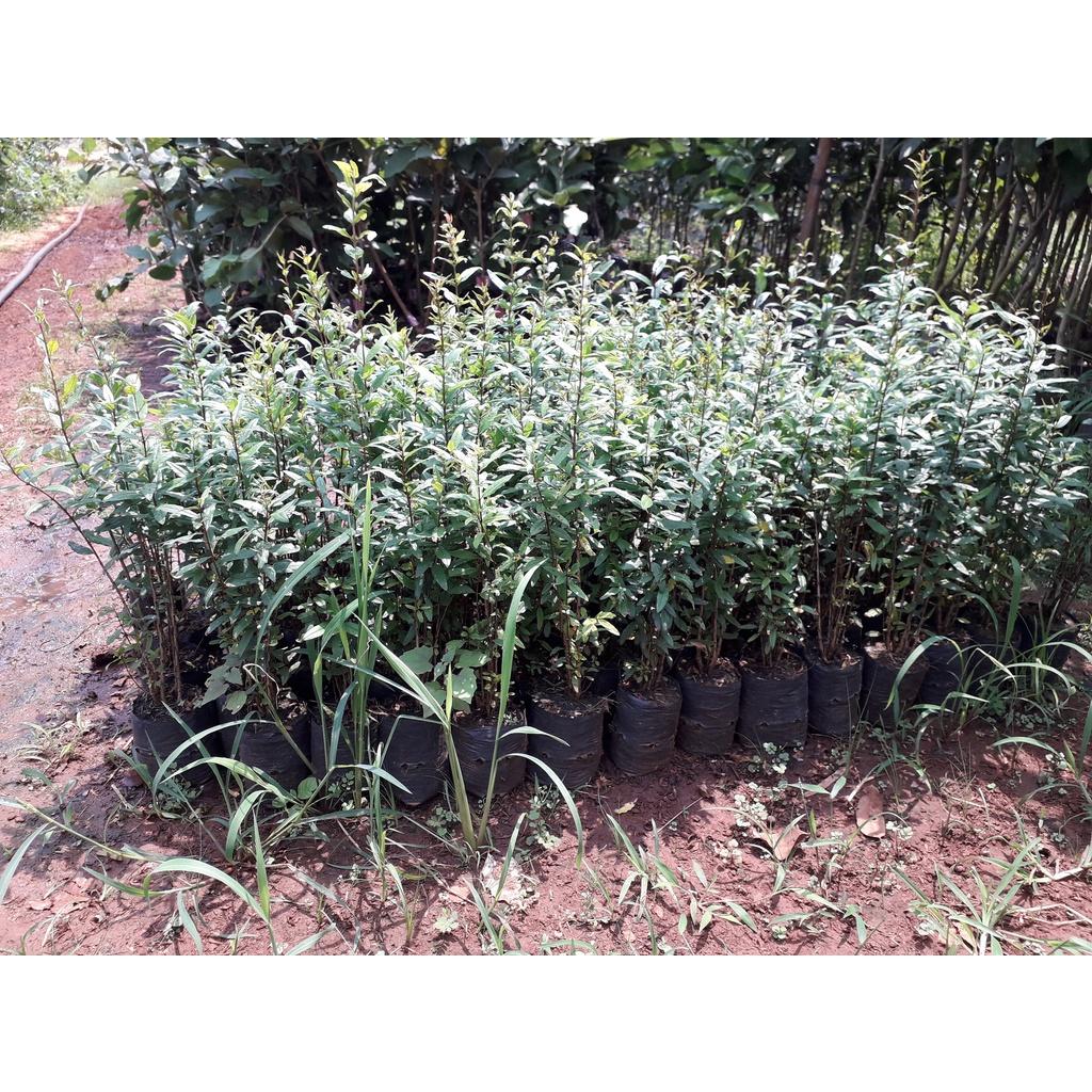 Cây giống Lựu đỏ CẢNH MINI