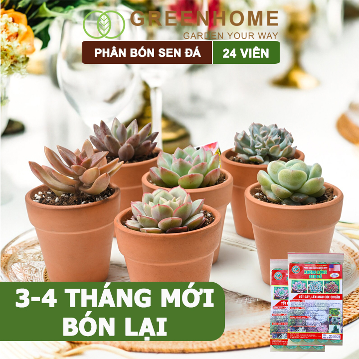 Phân bón sen đá Greenhome, dùng cho xương rồng, cây mọng nước, kích rễ, lên màu chuẩn