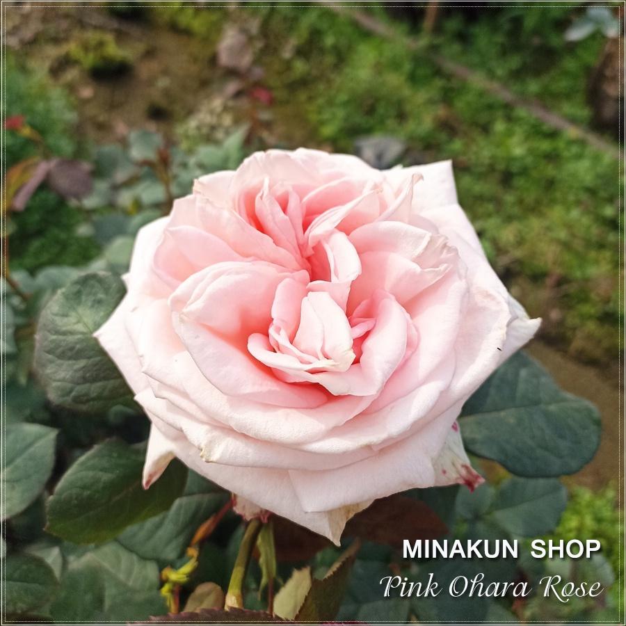 Hoa hồng ngoại Pink Ohara bông to siêu thơm