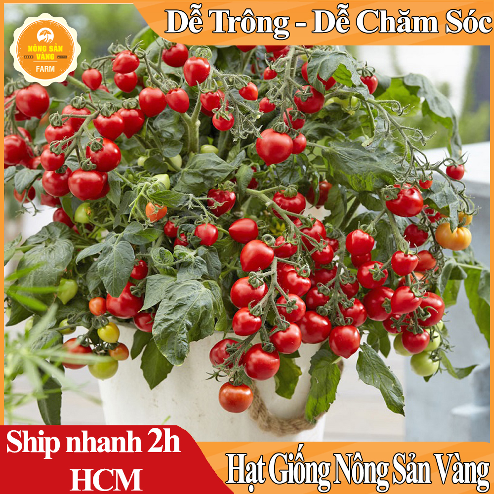 Hạt giống Cà Chua Bi Đỏ Lùn Có Vị Chua Nhưng Giòn Ngọt Hơn Cà Chua Thông Thường, Dễ Trồng, Trồng Được Nhiều Vụ Trông Năm - Nông Sản Vàng