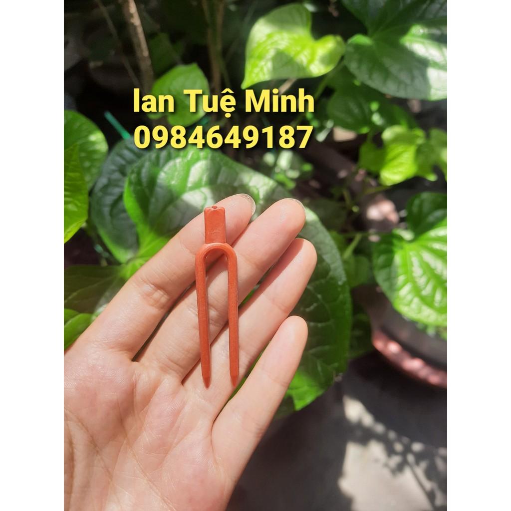 500 kẹp cố định kie cho phong lan
