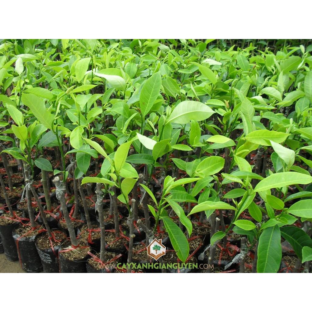 CÂY GIỐNG MÍT TỐ NỮ SIÊU QUẢ SIÊU NGỌT. CAM KẾT, BẢO HÀNHGIỐNG CHUẨN F1