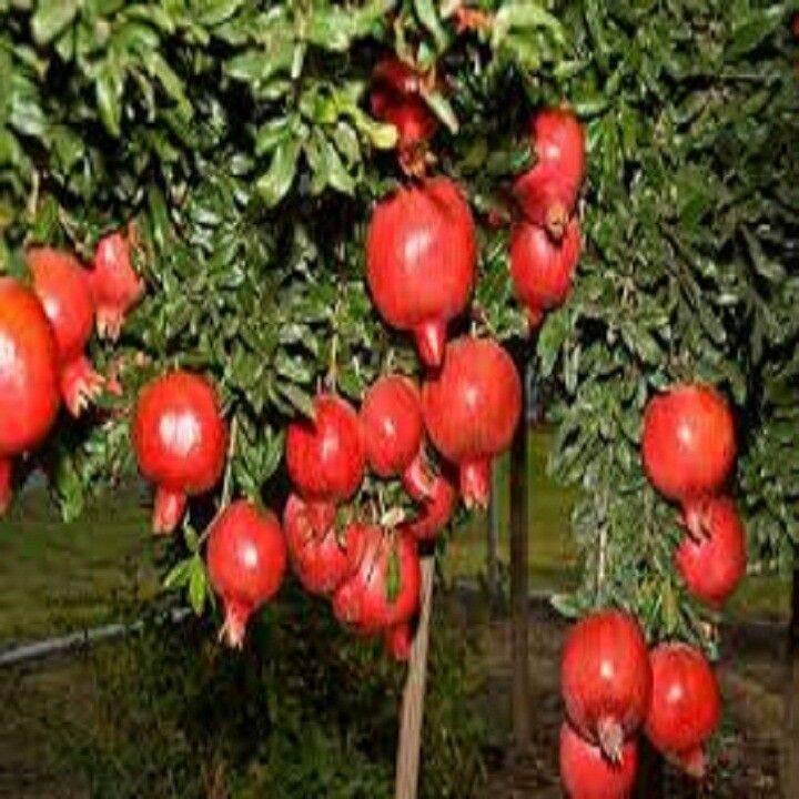 Cây giống Lựu lùn đỏ ai cập
