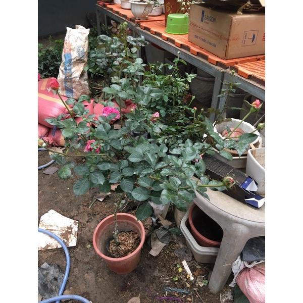 Cây hoa Hồng 1 thân lafon- bầu to cây trưởng thành