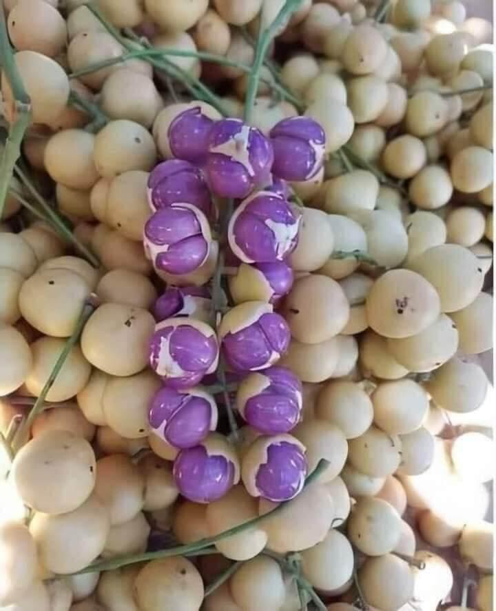 CÂY GIỐNG BÒN BON TÍM THÁI LAN SIÊU SỚM