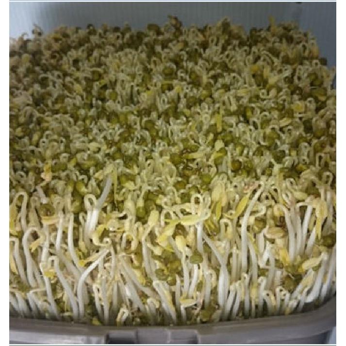 Hạt Giống Mầm Đậu Xanh -1Kg