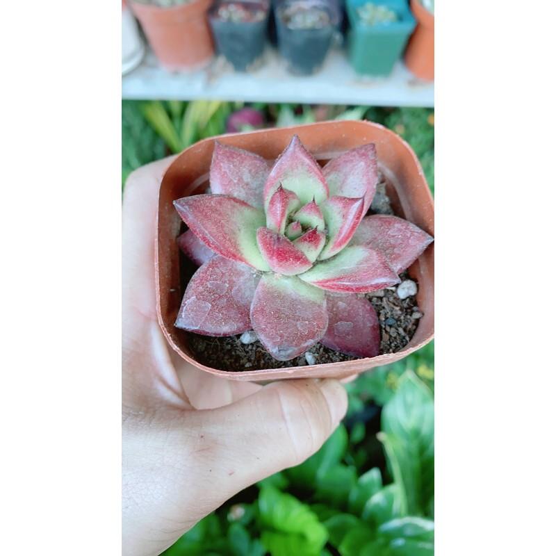 Sen Đá Đế Vương Đỏ