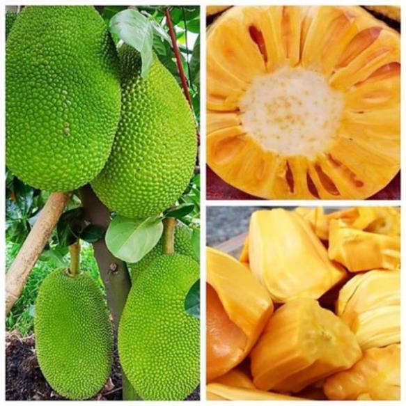Cây mít thái ra quả siêu sớm sau 12 tháng