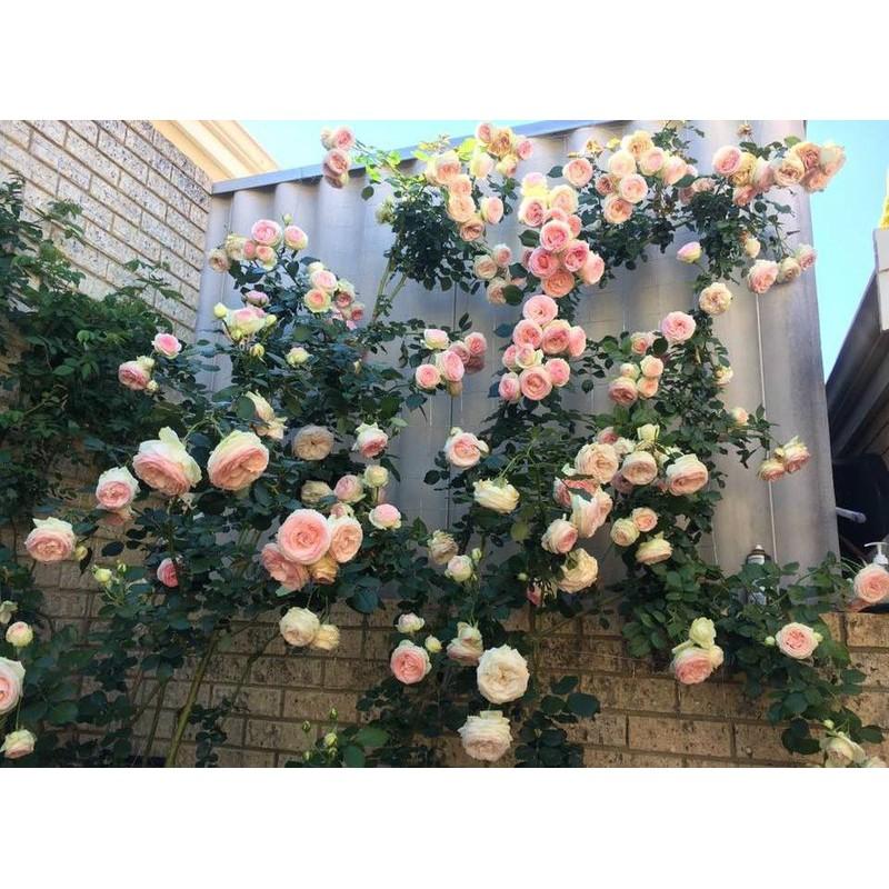 Bộ 2 gói hạt giống hoa hồng leo Pháp