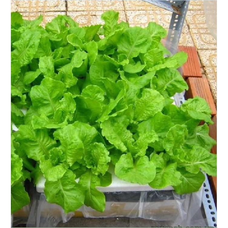 Hạt giống rau xà lách chịu nhiệt 5gr/gói