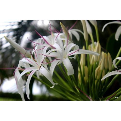 CÂY GIỐNG ĐẠI TƯỚNG QUÂN