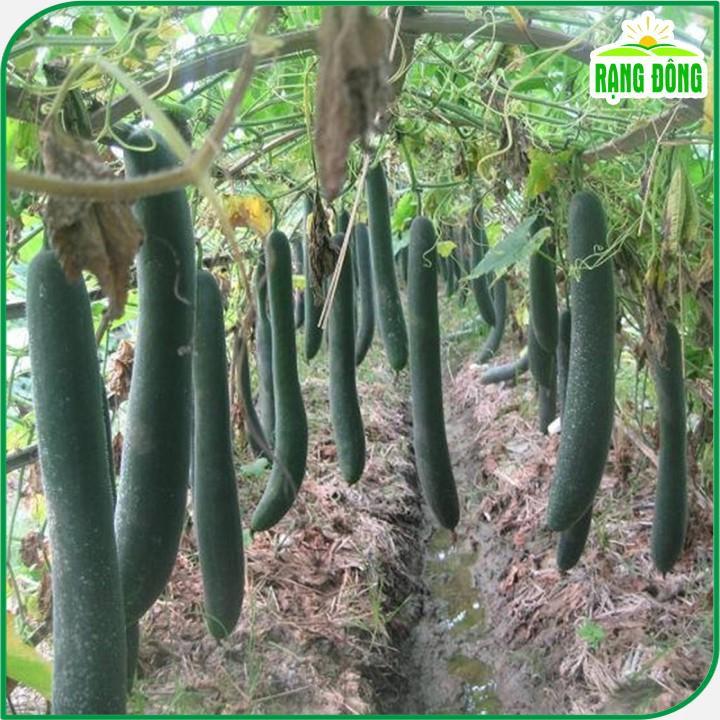 Hạt giống Bí Đao Xanh Trái Dài Lai F1 Java (0,2g~10 hạt) sinh trưởng khỏe, trồng quanh năm - Hạt giống Rạng Đông