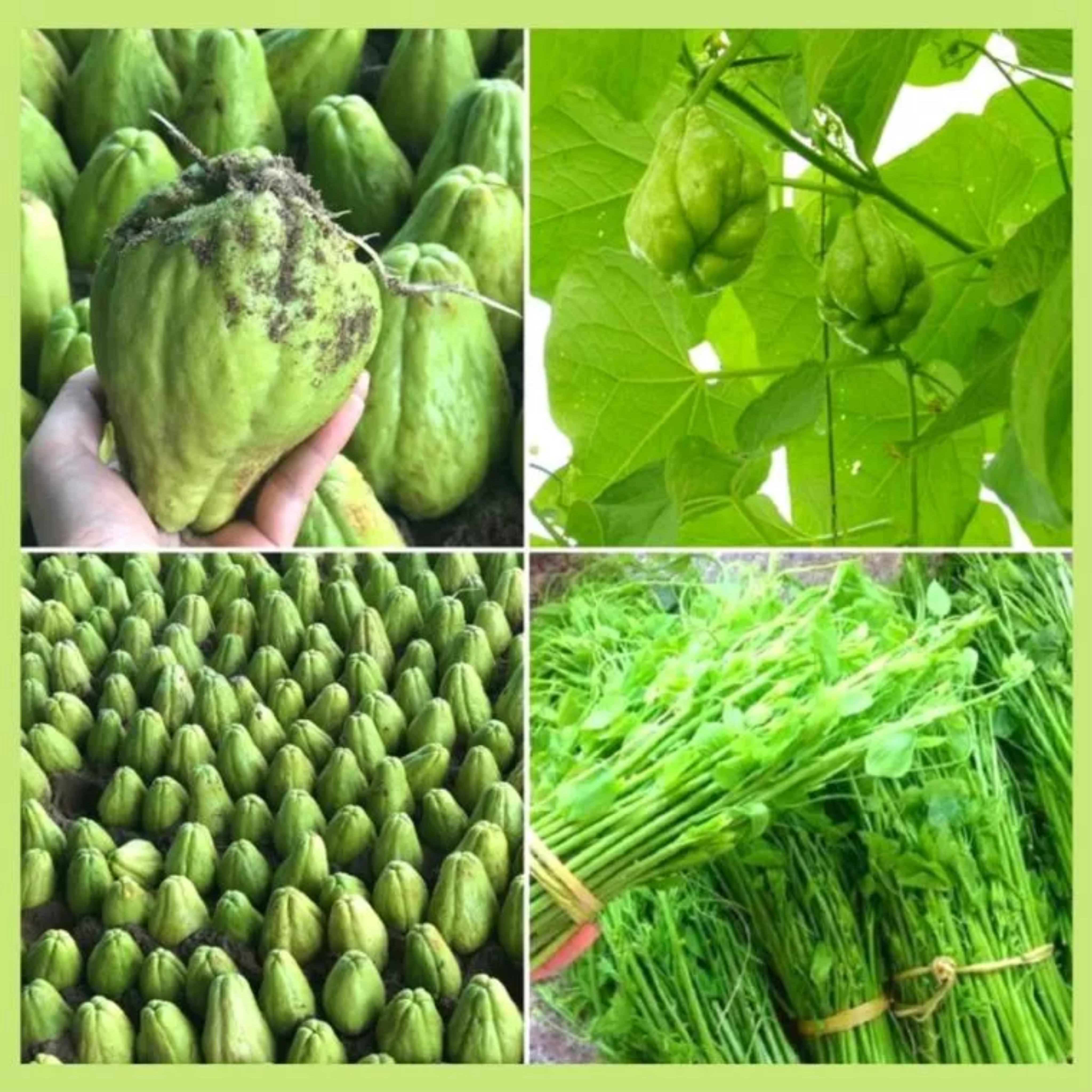 Quả Su su giống dễ trồng dễ chăm sóc ít sâu bệnh
