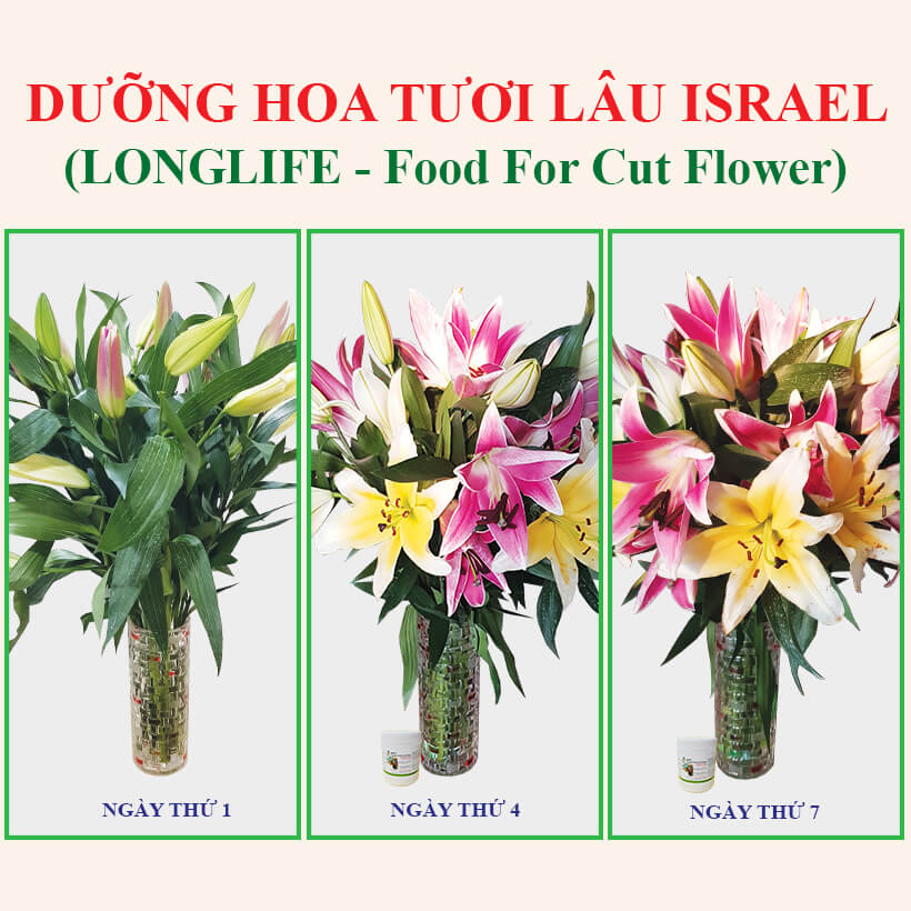 Bột cắm hoa cắt cành Longlife SG của Israel - Food For Cut Flower , giúp shop hoa bảo quản hoa tươi lâu và không thay nước, cắt tỉa gốc hay hạn chế thay hoa định kỳ theo tuần
