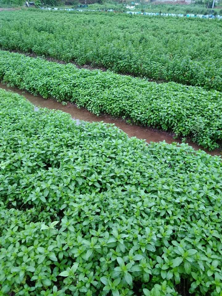 Tinh dầu Bạc hà chai 01Lít Mộc Mây - tinh dầu nguyên chất từ thiên nhiên - Có kiểm định - Chất lượng và mùi hương vượt trội