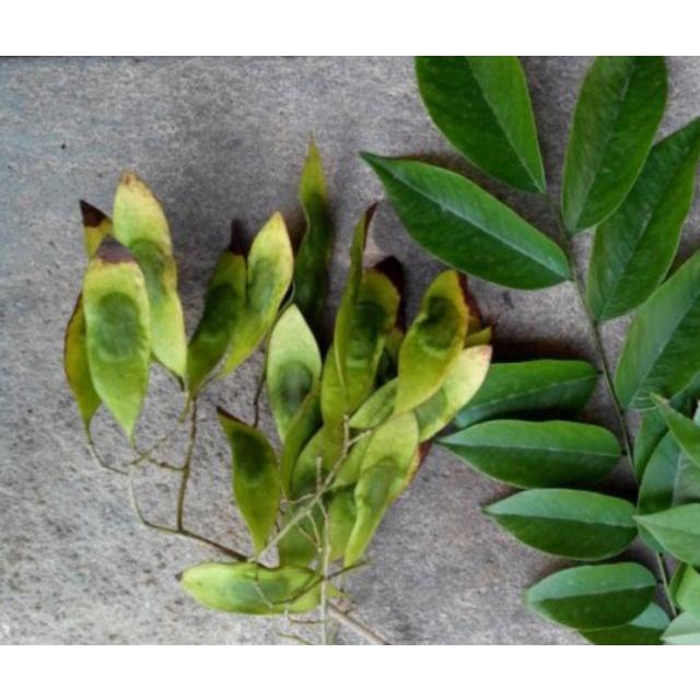 Hạt giống  cây xưa đỏ ,cây huỳnh đoàn,trắc thối ,huê-1 gói 20 hạt