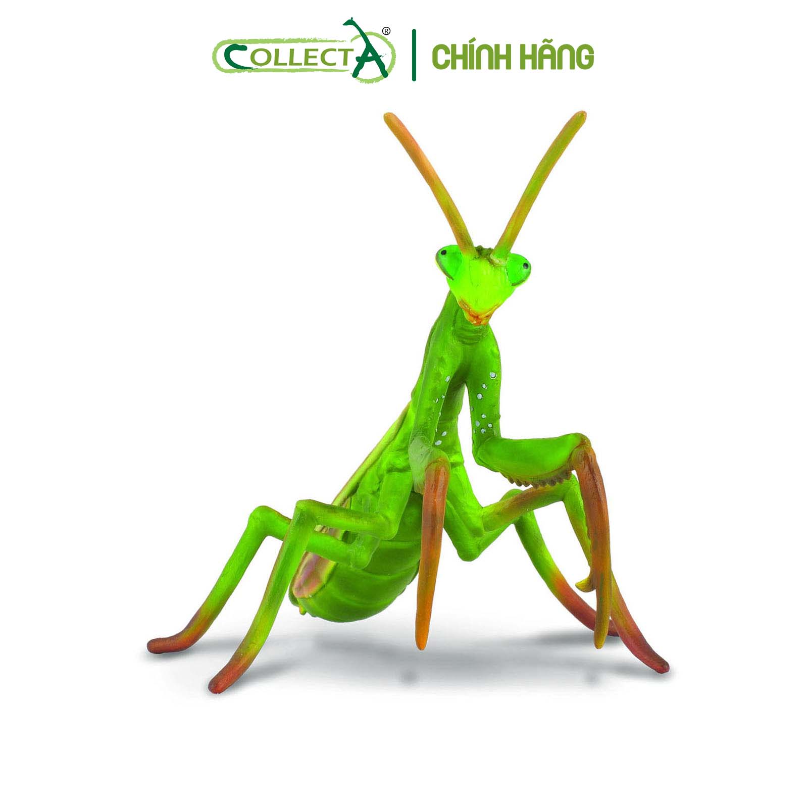 Mô hình thu nhỏ: Bọ Ngựa - Praying Mantis, hiệu: CollectA, mã HS 9653030[88351] -  Chất liệu an toàn cho trẻ - Hàng chính hãng