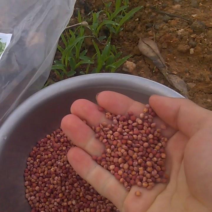 (500G), Giống Cỏ Sudan Lai, Giống Cỏ Ngô, Cỏ Chăn Nuôi Năng Suất Cao, Cỏ ủ chua giữ trự thức ăn cho vật nuôi