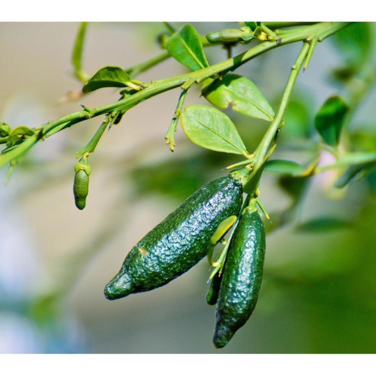 Cây CHANH NGÓN TAY THÁI LAN - cây to khỏe bầu lớn, năng suất cao, siêu sai quả