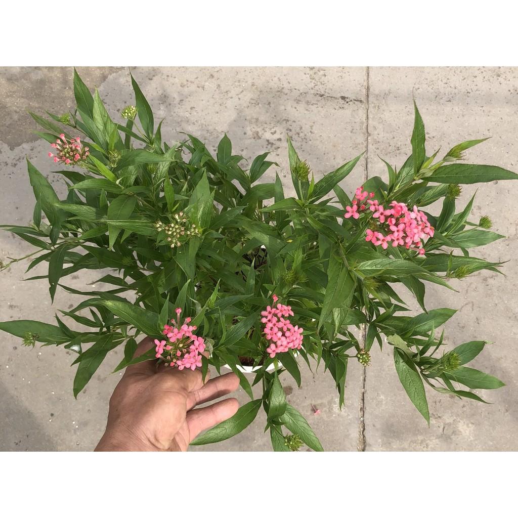 Chậu cây Liễu Hồng