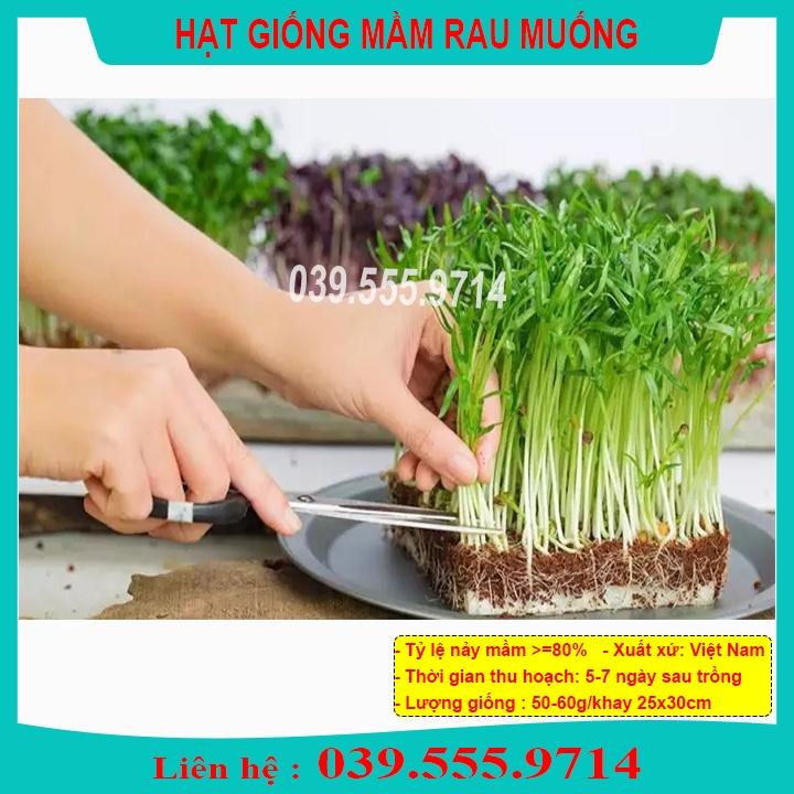 Hạt Giống Mầm Rau Muống ( gói 50gram ) - Hạt Rau Mầm Dễ Trồng Tại Nhà