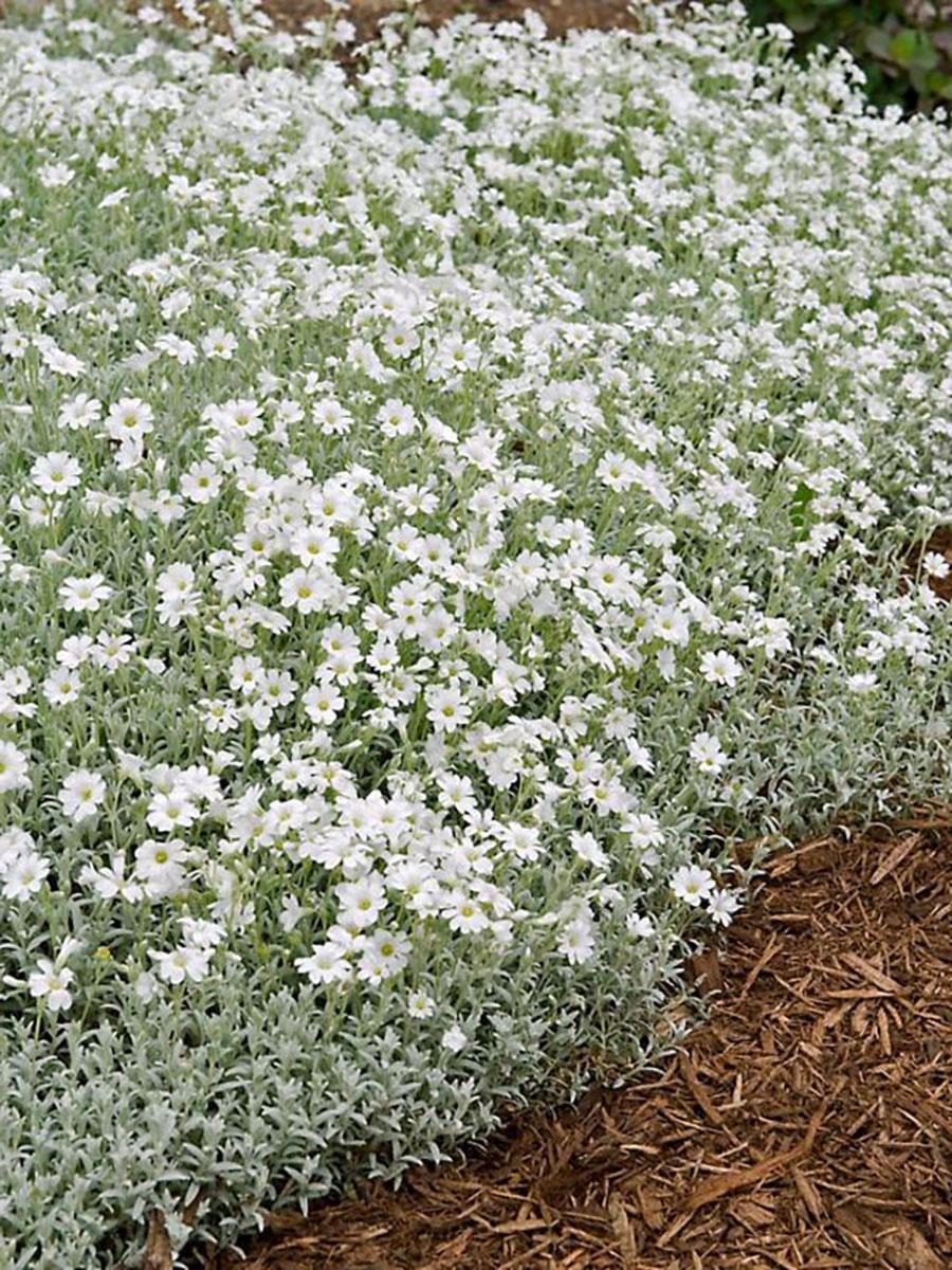 Hạt Giống Hoa Sát Đất Lâu Năm Chịu Hạn Xeriscape
