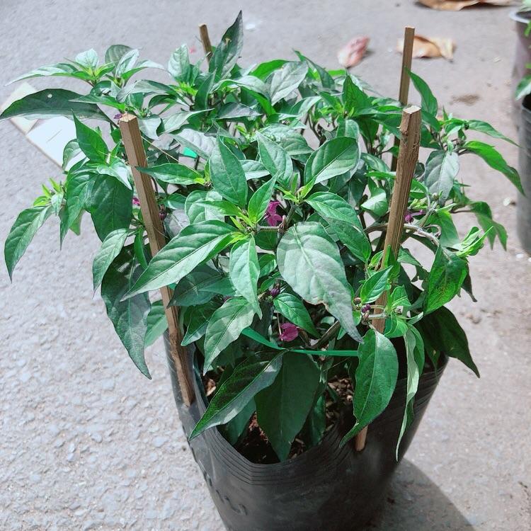 Bụi Ớt Tím
