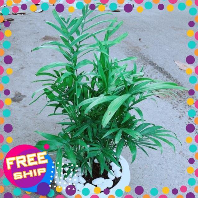 Chậu Cây Cau Tiểu Trâm