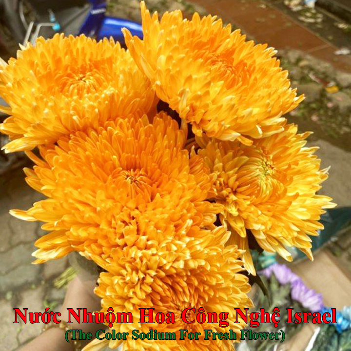 Nước Màu Nhuộm Hoa Tươi Màu Cam Israel Color Sodium For Fresh Flowers