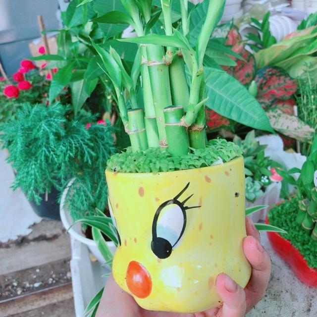 Chậu trúc phát tài gà vàng