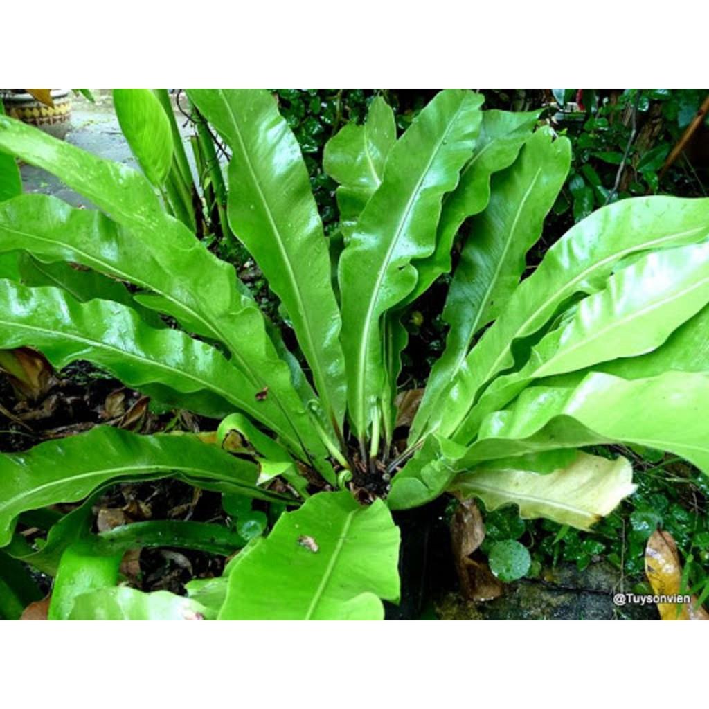 CÂY TỔ QUẠ - CÂY PHONG THỦY