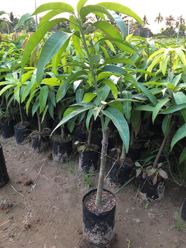 Cây XOÀI THÁI NIỀM NAM ghép, cây giống tốt