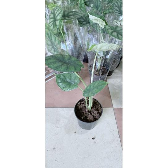 Cây Môn Rồng Xanh