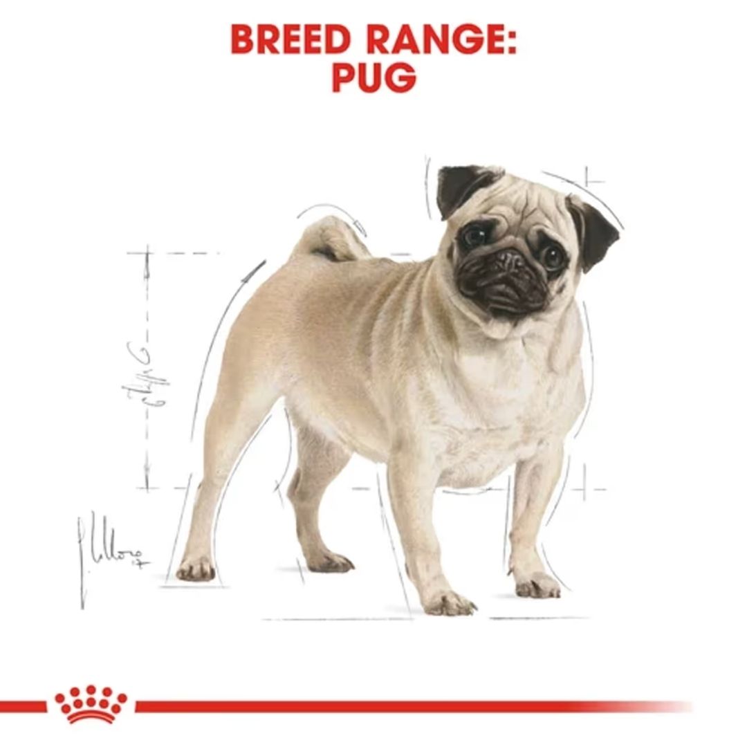 Hạt Khô Cho Chó Pug Trưởng Thành: Royal Canin Pug Adult