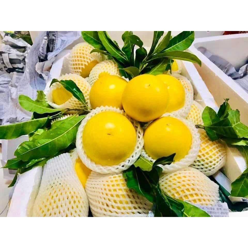 CÂY GIỐNG VÚ SỮA HOÀNG KIM .