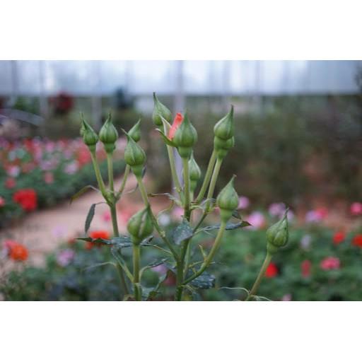 Phân bón kích bật mầm hoa Califlower Chuyên dùng cây cảnh