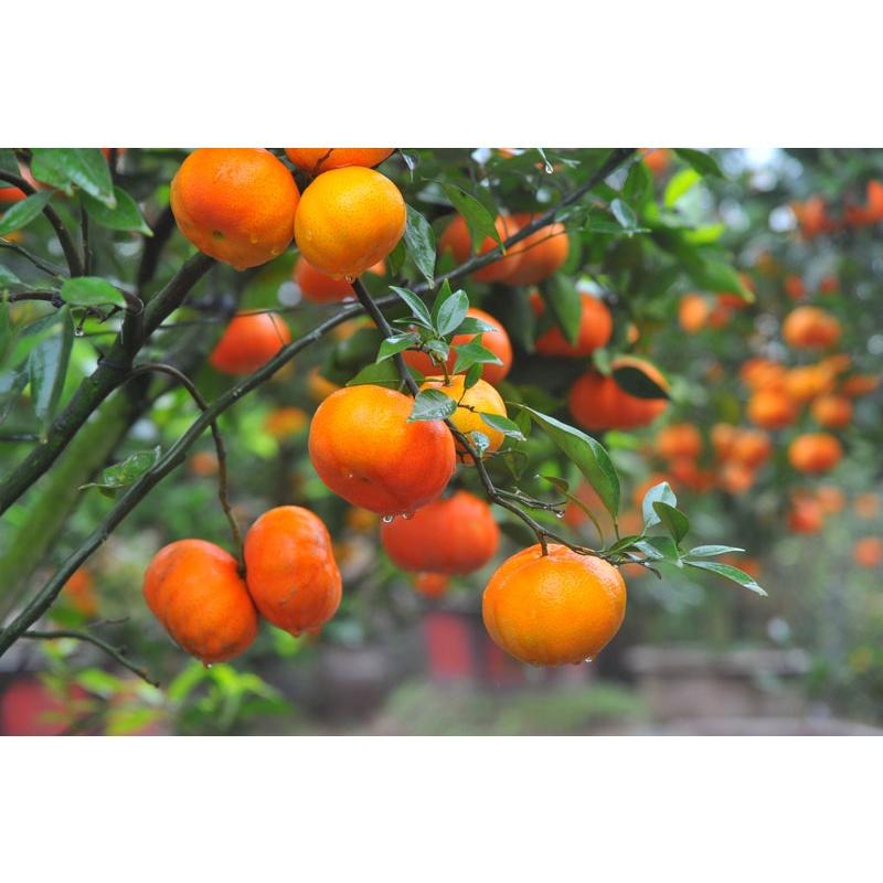 CÂY GIỐNG CAM TRỒNG CHẬU. .