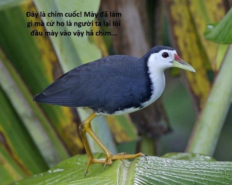 sự lụi tàn của usuzumi chapter 119 92